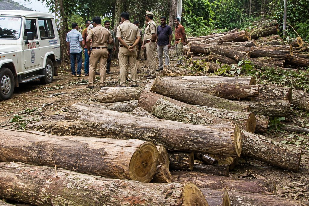 Investigation Continues Into Illegal Tree-Felling Case crime4
